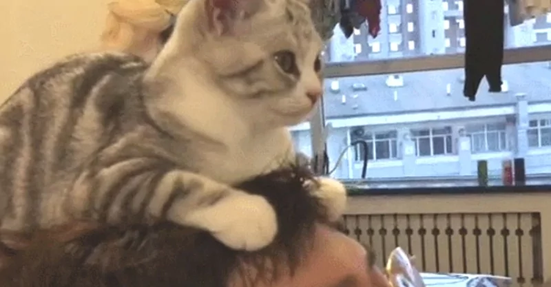 猫咪偏要“趴主人头上”看电视 网友笑:脖子会扭到啦!