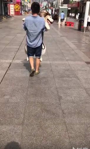 偶也要抱抱 被同伴比下去 阿拉不甘心 表情超有戏!