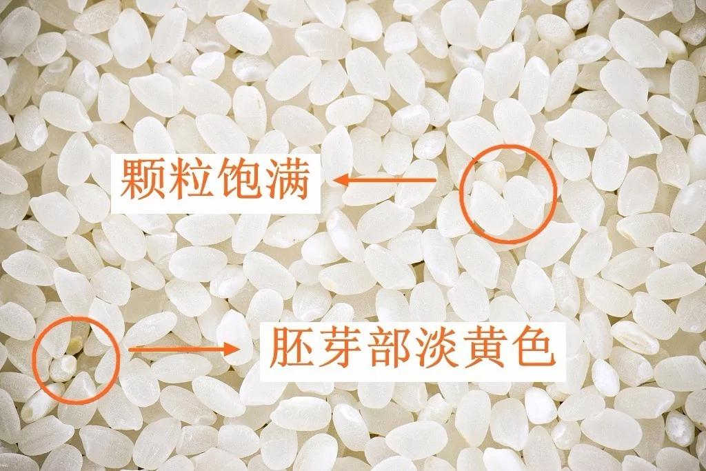 实用!她只用了一张纸巾 一秒识别陈米和新米 太神了!