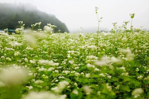 初秋浅禅 薄念释然 潋滟金风里 扑面艳阳天
