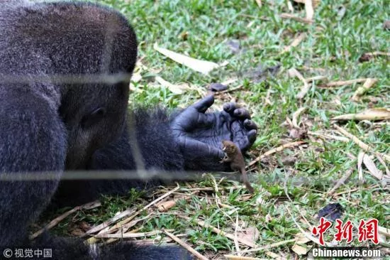 爱的凝视!大猩猩将小婴猴捧在手心里一幕