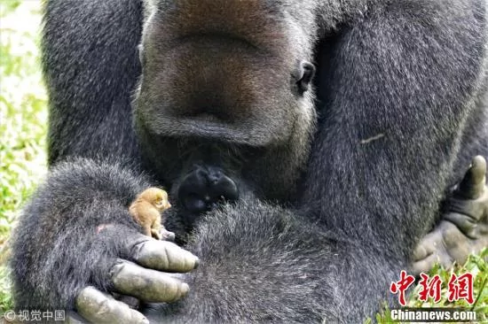 爱的凝视!大猩猩将小婴猴捧在手心里一幕