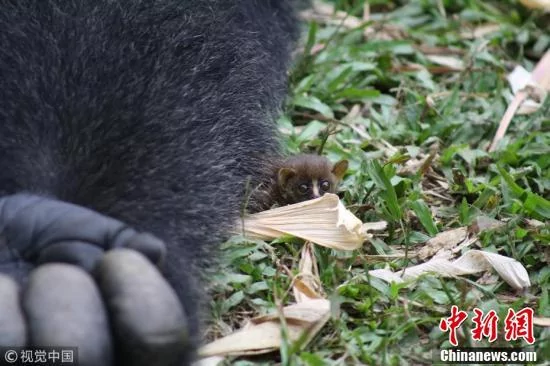 爱的凝视!大猩猩将小婴猴捧在手心里一幕