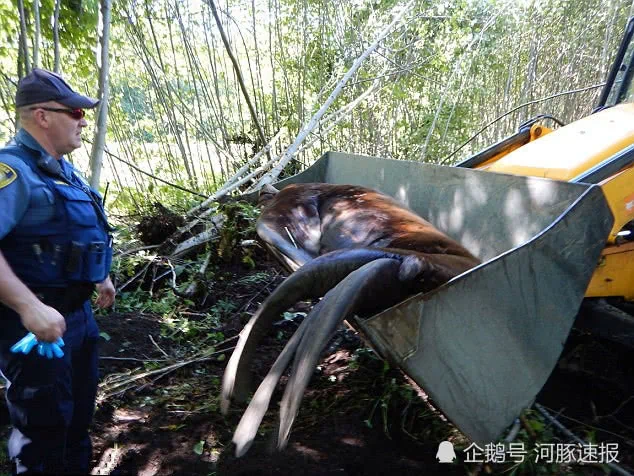 蠢萌海狮上岸溜达不愿回家 4天后被麻醉丢回海里!