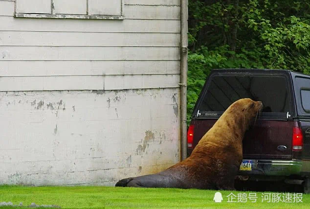 蠢萌海狮上岸溜达不愿回家 4天后被麻醉丢回海里!