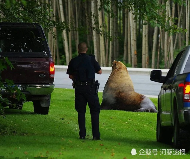 蠢萌海狮上岸溜达不愿回家 4天后被麻醉丢回海里!