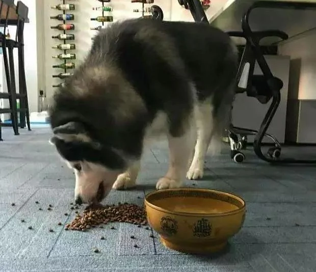 饲料碗被主人踢翻 哈士奇龇牙咧嘴要发火!没想到下一秒举动让人融化!