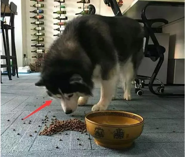 饲料碗被主人踢翻 哈士奇龇牙咧嘴要发火!没想到下一秒举动让人融化!