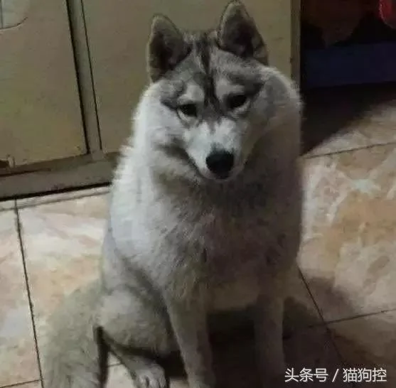 出差时请男友帮忙照顾哈士奇 一个月后回来一看,让人傻眼至极呀!