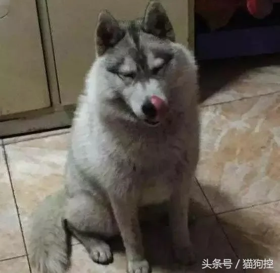出差时请男友帮忙照顾哈士奇 一个月后回来一看,让人傻眼至极呀!
