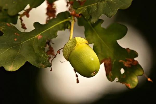 研究:一天5颗降57%患大肠癌、食道癌几率!