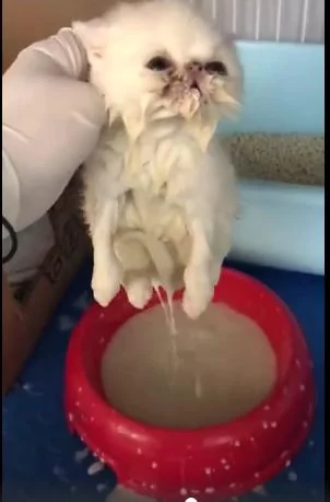 奶猫想喝奶却一头栽倒进碗里 幸亏发现及时 猫咪的样子让人捧腹!