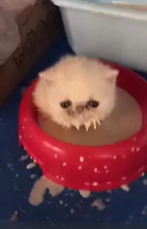 奶猫想喝奶却一头栽倒进碗里 幸亏发现及时 猫咪的样子让人捧腹!