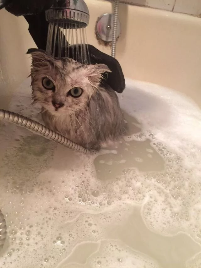 奶猫想喝奶却一头栽倒进碗里 幸亏发现及时 猫咪的样子让人捧腹!