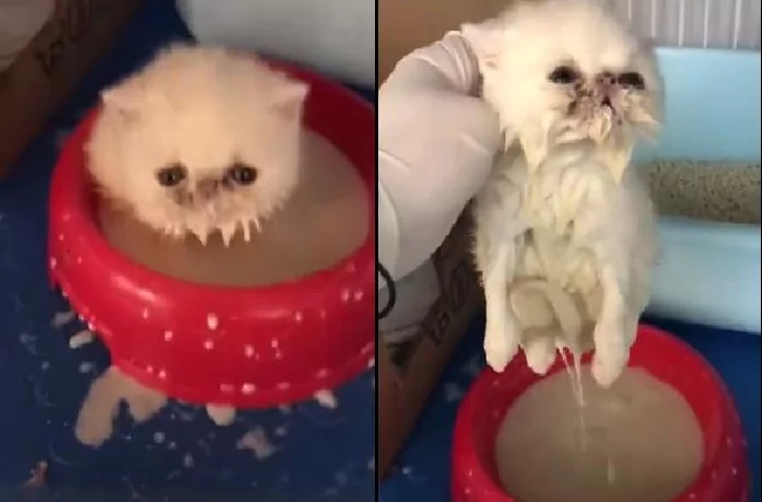 奶猫想喝奶却一头栽倒进碗里 幸亏发现及时 猫咪的样子让人捧腹!