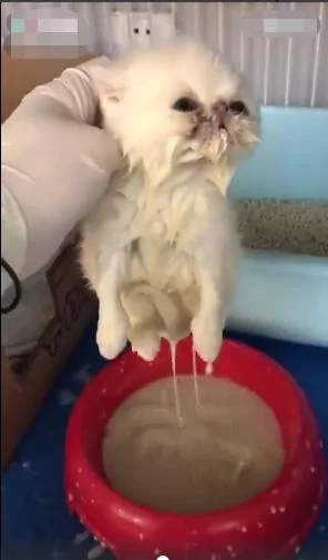 奶猫想喝奶却一头栽倒进碗里 幸亏发现及时 猫咪的样子让人捧腹!