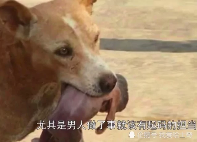 男子目睹一条大狗嘴里叼着婴儿狂奔 然而背后真相却让人泪目!