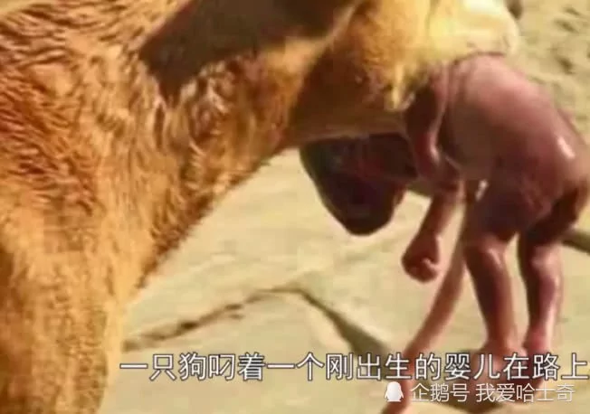 男子目睹一条大狗嘴里叼着婴儿狂奔 然而背后真相却让人泪目!