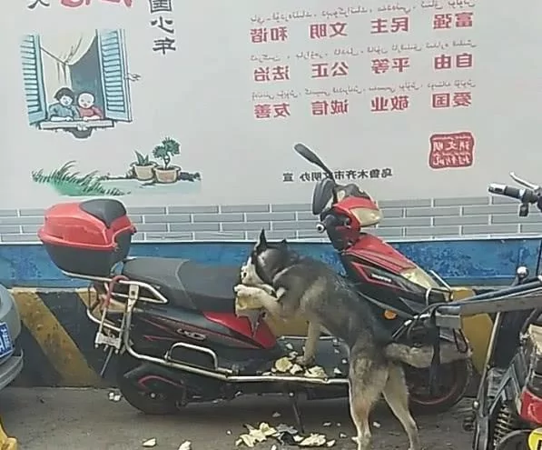 把二哈扔回村壮胆 2天后父母哭着打来电话:把傻狗带走!