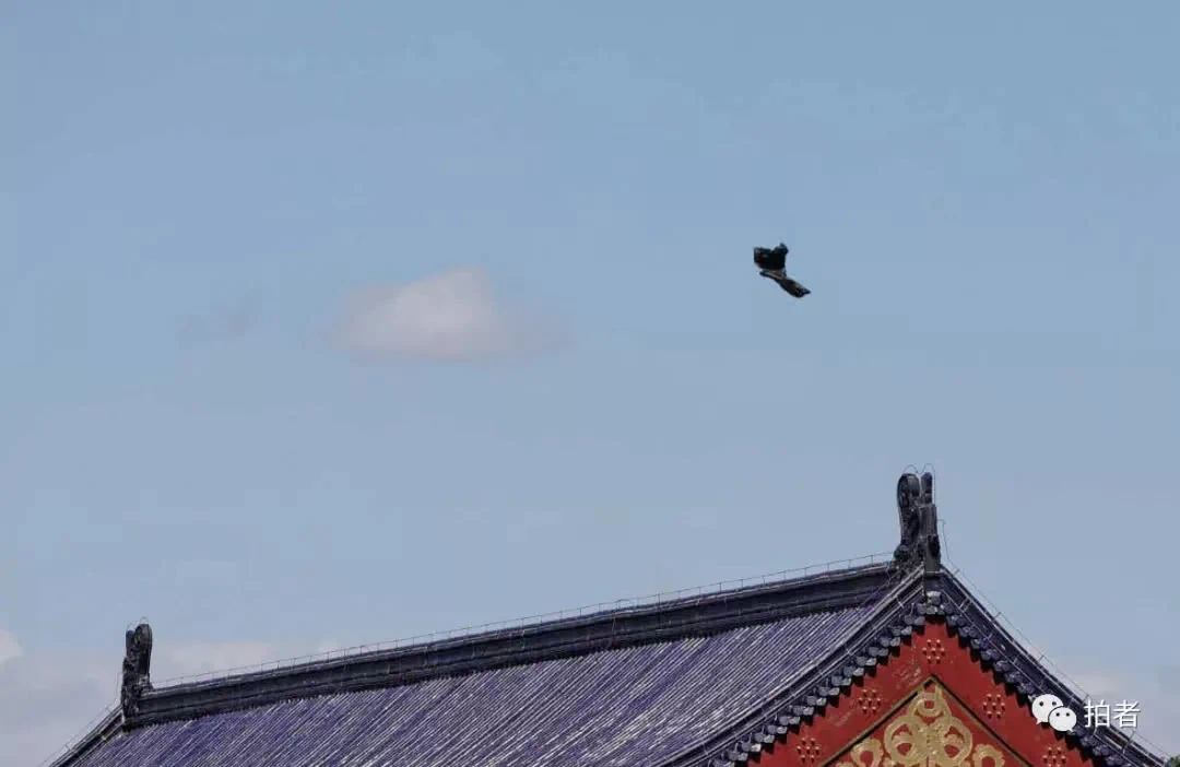 阵风八级!“风”情万种的北京城!