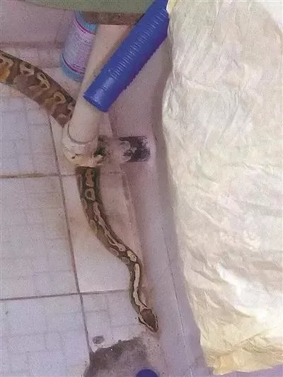 凌晨家里狗叫个不停 女主人到客厅一看吓到腿软