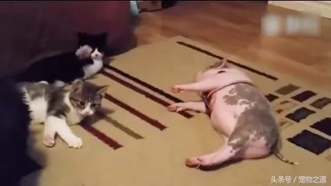 猫咪玩耍小猪来捣乱 猫咪一巴掌把它打倒 小猪做出令人笑翻行为!