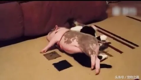 猫咪玩耍小猪来捣乱 猫咪一巴掌把它打倒 小猪做出令人笑翻行为!