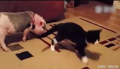 猫咪玩耍小猪来捣乱 猫咪一巴掌把它打倒 小猪做出令人笑翻行为!