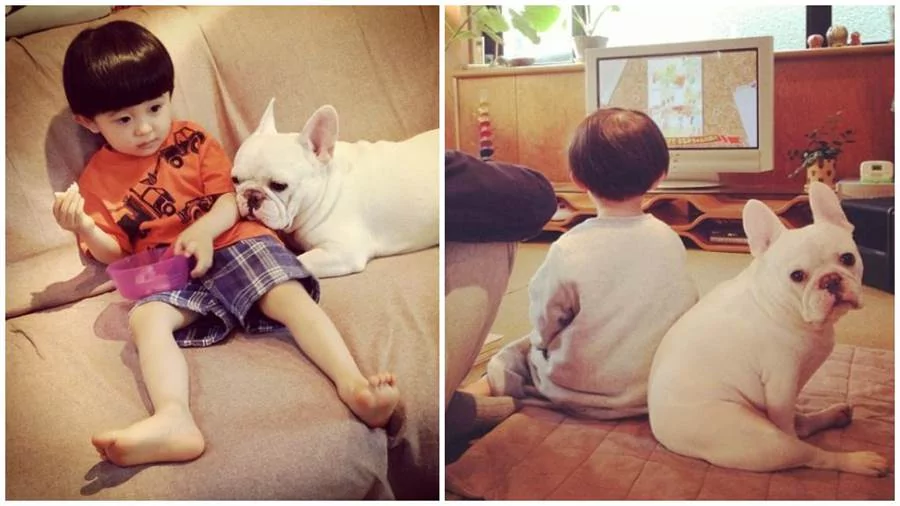 日本斗牛犬Muu!不管到哪都要跟兄弟们黏在一起!