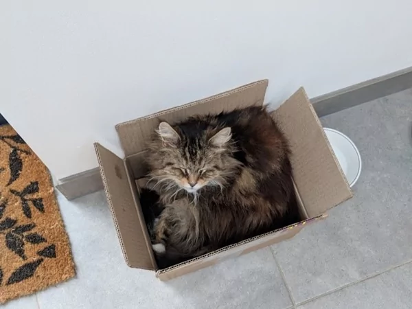 猫咪每天拜访5邻居 还叼“粉红小花”当伴手礼