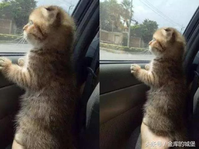 猫咪第一次坐车出远门 激动得像彩票 主人笑喷了!