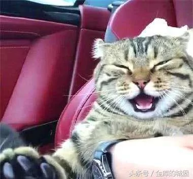 猫咪第一次坐车出远门 激动得像彩票 主人笑喷了!