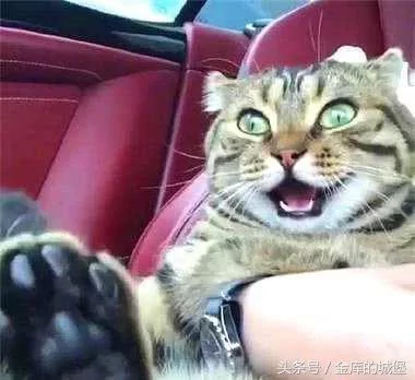 猫咪第一次坐车出远门 激动得像彩票 主人笑喷了!