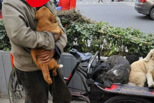 白天好心给了乞丐一碗饭 结果晚上乞丐养的土狗却帮我挣了上万块!