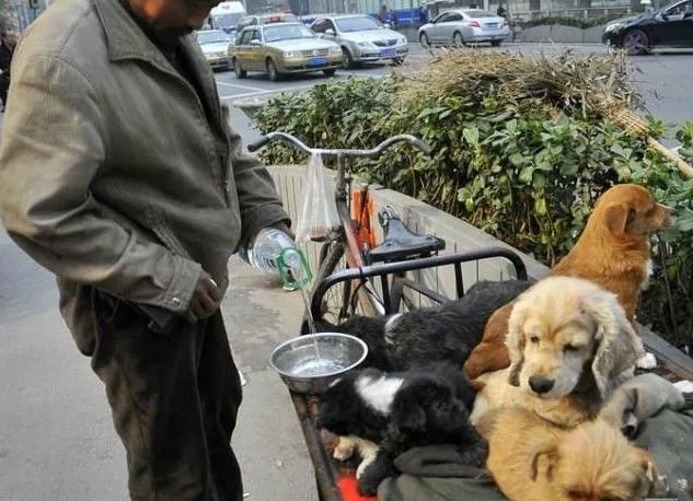 白天好心给了乞丐一碗饭 结果晚上乞丐养的土狗却帮我挣了上万块!