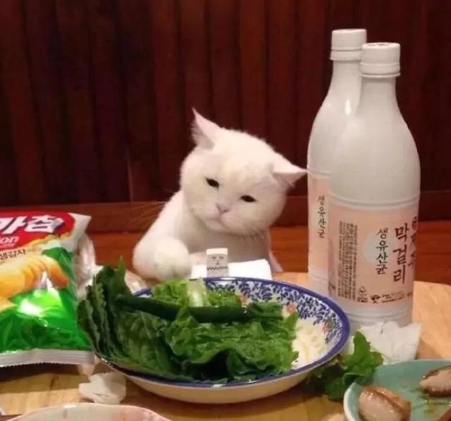 好想吃!主人开饭被猫咪狂盯 偷伸肉球秒抓包:分朕一口就好!