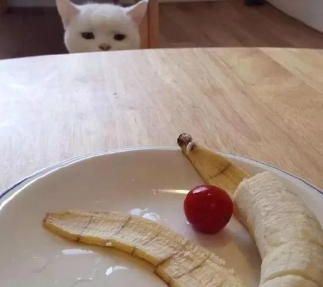 好想吃!主人开饭被猫咪狂盯 偷伸肉球秒抓包:分朕一口就好!