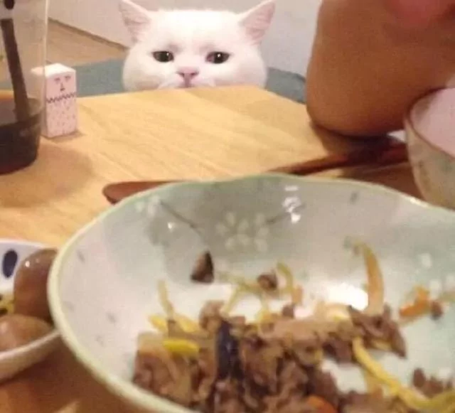 好想吃!主人开饭被猫咪狂盯 偷伸肉球秒抓包:分朕一口就好!