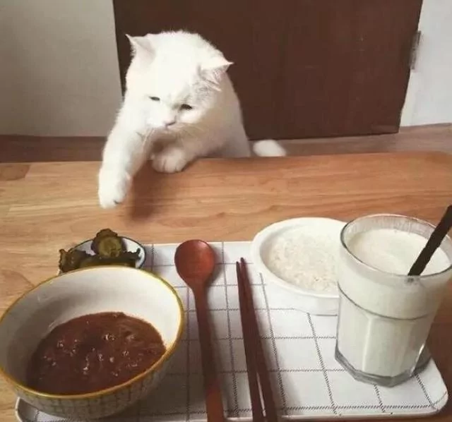 好想吃!主人开饭被猫咪狂盯 偷伸肉球秒抓包:分朕一口就好!