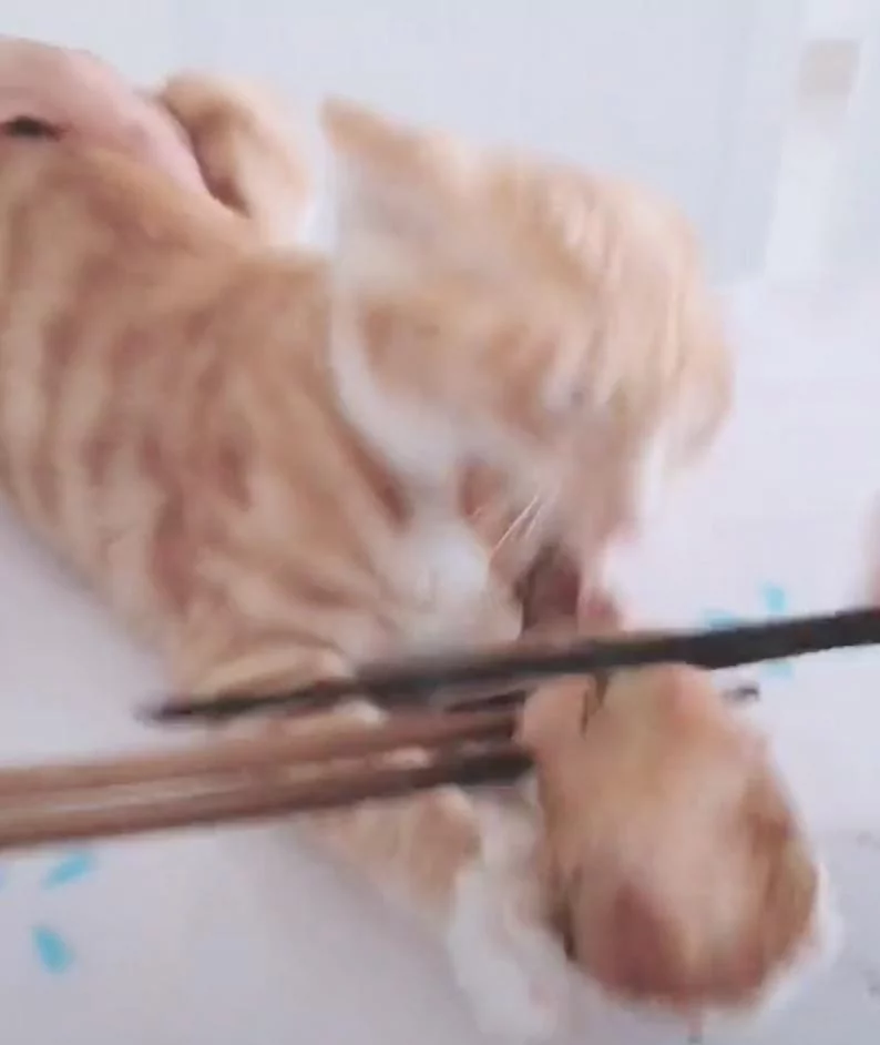 橘喵抵挡不住鸡大腿的魅力 手手抓着低声狂吼:就是不放开!