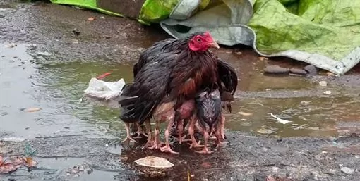 母鸡甘愿成为“落汤鸡” 保护小鸡不被大雨淋湿!
