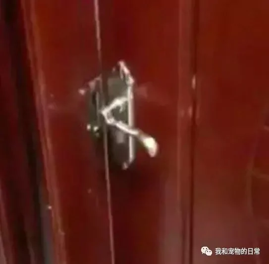 送外卖发现开门的却是一只哈士奇 当时就愣住了 瞬间觉得后背有点发凉!