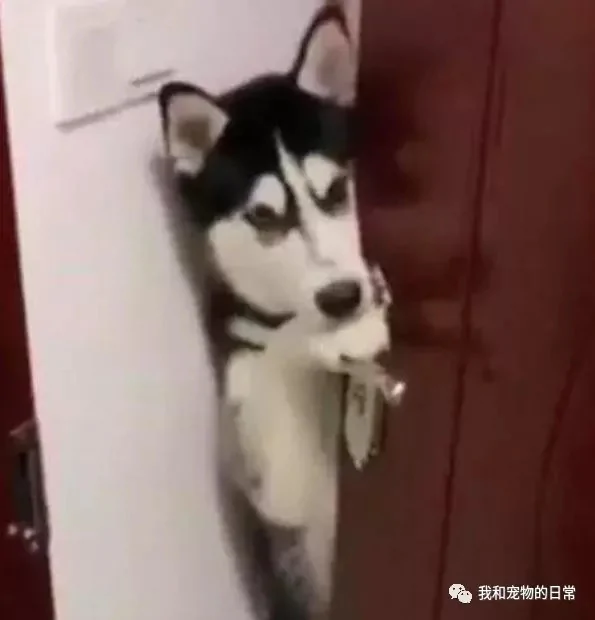 送外卖发现开门的却是一只哈士奇 当时就愣住了 瞬间觉得后背有点发凉!