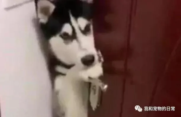送外卖发现开门的却是一只哈士奇 当时就愣住了 瞬间觉得后背有点发凉!