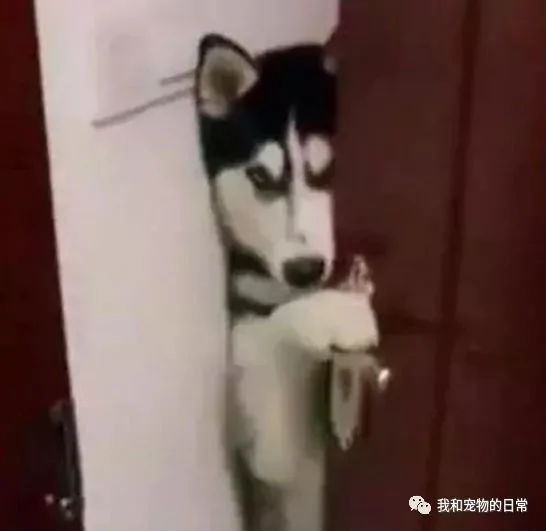 送外卖发现开门的却是一只哈士奇 当时就愣住了 瞬间觉得后背有点发凉!