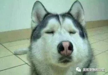 狗狗犯错后的表情 柴犬是奸笑 泰迪笑的渗人 而二哈最无耻!