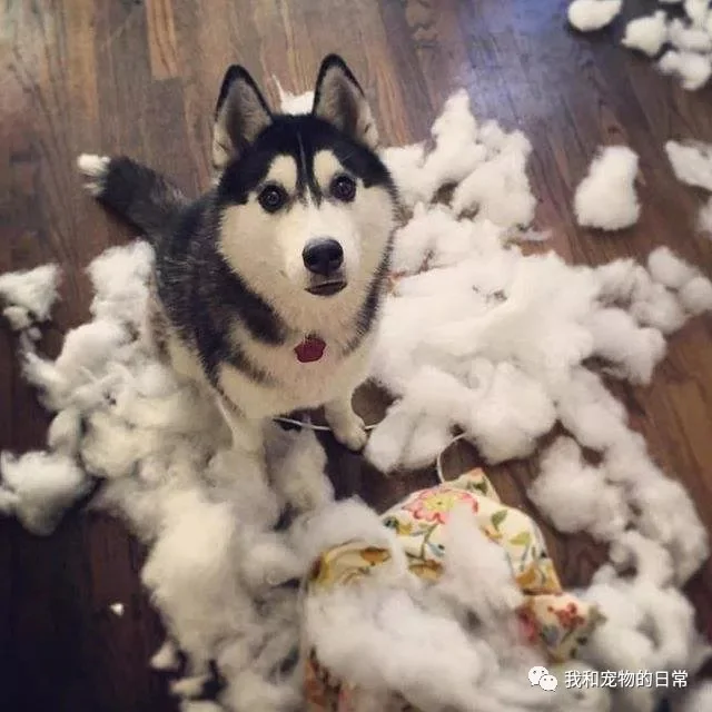 狗狗犯错后的表情 柴犬是奸笑 泰迪笑的渗人 而二哈最无耻!