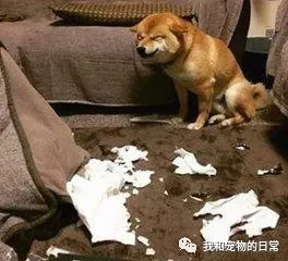 狗狗犯错后的表情 柴犬是奸笑 泰迪笑的渗人 而二哈最无耻!
