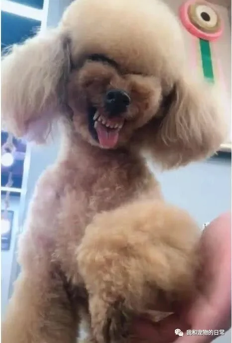 狗狗犯错后的表情 柴犬是奸笑 泰迪笑的渗人 而二哈最无耻!