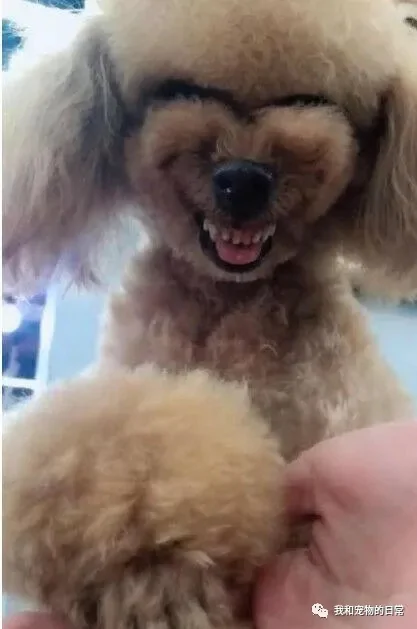 狗狗犯错后的表情 柴犬是奸笑 泰迪笑的渗人 而二哈最无耻!